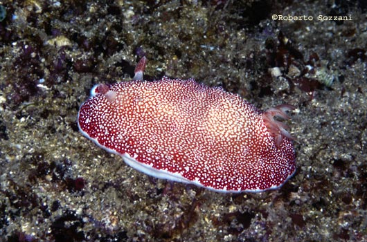 Chromodoris reticulata
