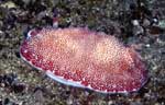 Nudibranch