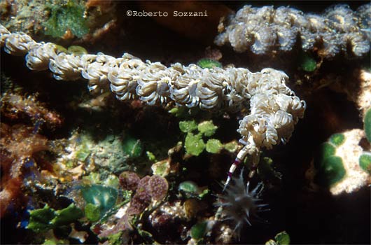 Pteraeolidia ianthina