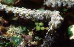 Nudibranch