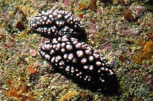 Phyllidiella pustulosa