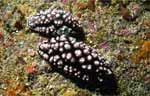 Nudibranch