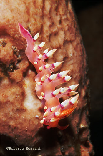 Flabellina exoptata