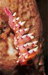 Nudibranch