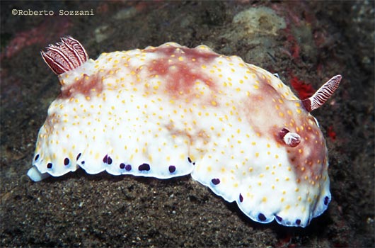 Chromodoris aureopurpurea
