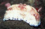 Nudibranch