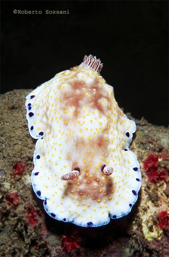 Chromodoris aureopurpurea