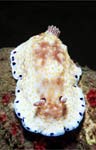 Nudibranch