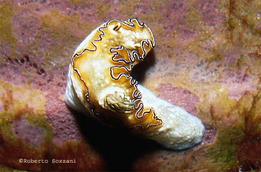 Glossodoris atromarginata