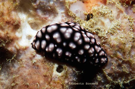 Phyllidiella pustulosa
