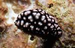 Nudibranch