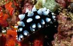 Nudibranch