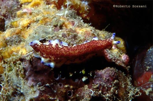 Pseudoceros sp.