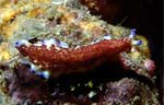 Flatworm