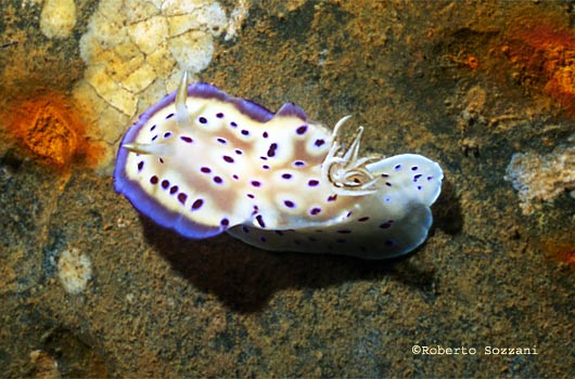 Chromodoris kuniei