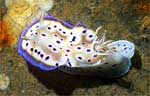 Nudibranch