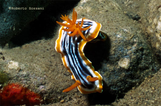 Chromodoris magnifica