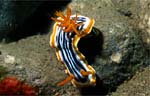 Nudibranch