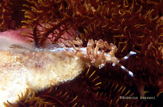 Flabellina bilas