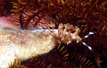Nudibranch