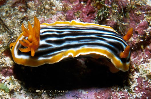 Chromodoris magnifica