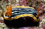 Nudibranch