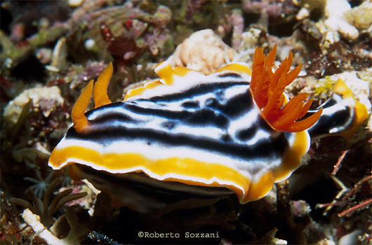 Chromodoris magnifica