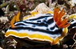Nudibranch