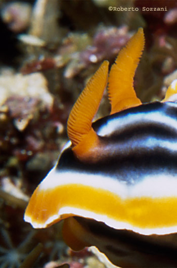 Chromodoris magnifica