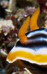 Nudibranch - Rhinophores