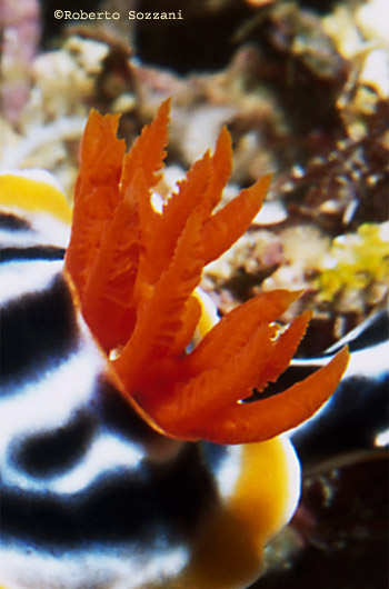 Chromodoris magnifica