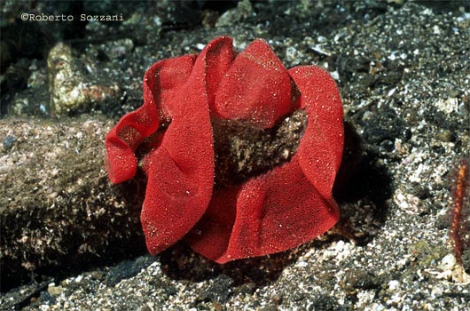 Hexabranchus sanguineus