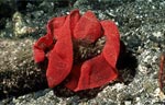 Spanish Dancer - Eggs
