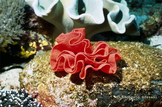 Hexabranchus sanguineus