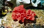 Spanish Dancer - Eggs