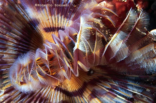 Sabellastarte indica
