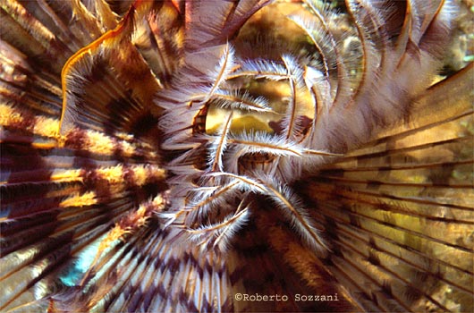 Sabellastarte indica
