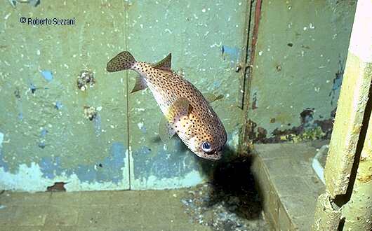 MV Capt. Keith Tibbetts's Wreck