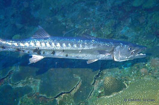 Sphyraena barracuda