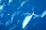 School of Jacks (15k)