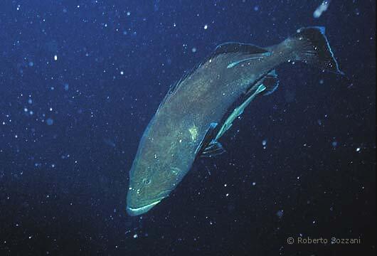 Mycteroperca interstitialis