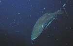 Yellowmouth Grouper (20k)