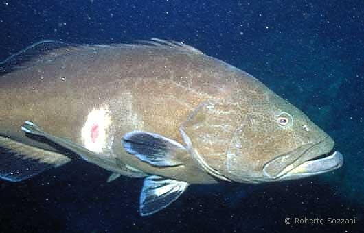 Mycteroperca interstitialis