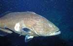 Yellowmouth Grouper (25k)