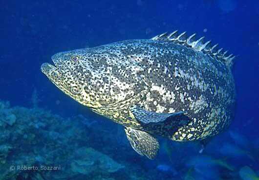 Epinephelus itajara