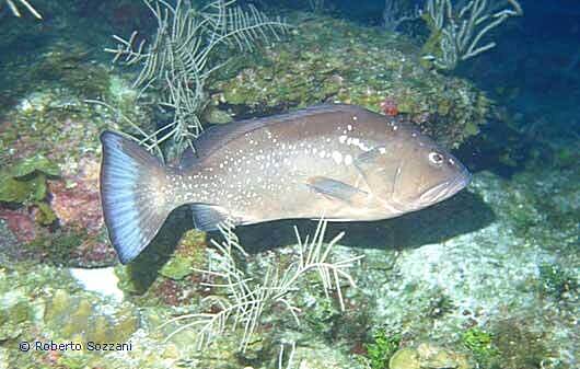 Epinephelus morio