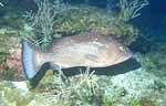 Red Grouper (36k)