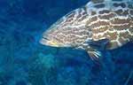 Black Grouper (29k)