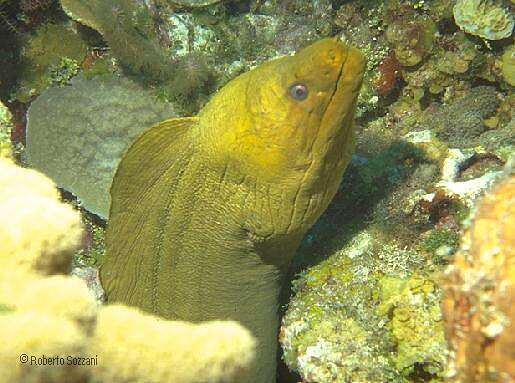 Gymnothorax funebris