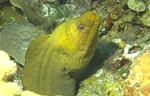 Green Moray (37k)